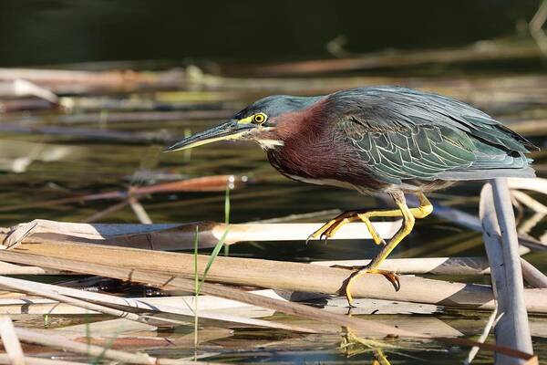 Green Heron Poster featuring the photograph Beautiful Green, Maroon and Yellow by Mingming Jiang
