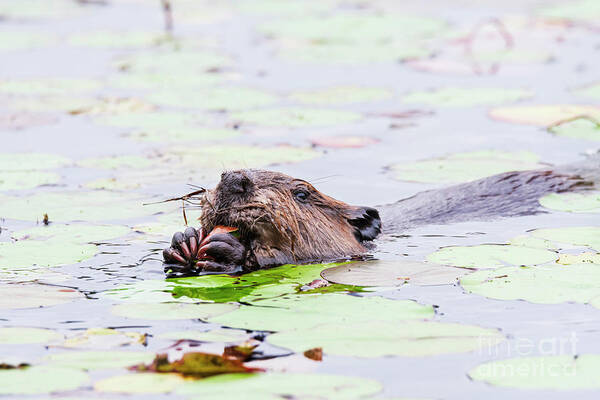 Brown Mammal Poster featuring the photograph Beaver Swimming Forward by Ilene Hoffman