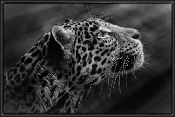 Jaguar Poster featuring the photograph Bella Looking Ahead by Elaine Malott