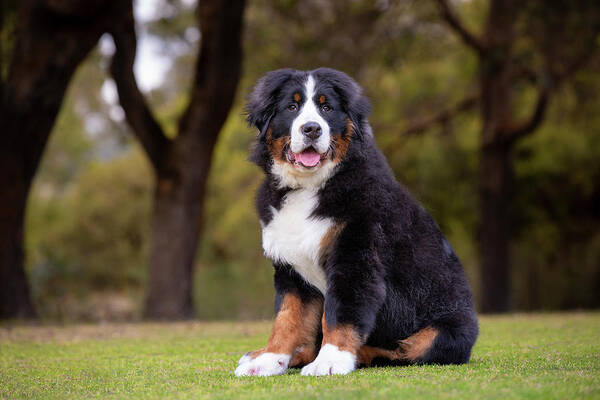 Bernese Mountain Dog Poster featuring the photograph Bernese Mountain Dog Puppy by Diana Andersen