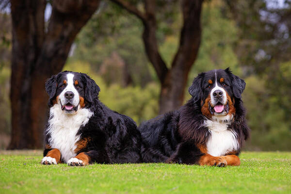 Bernese Mountain Dog Poster featuring the photograph Bernese Mountain Dogs by Diana Andersen
