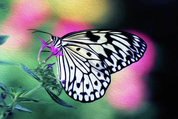Butterfly Poster featuring the photograph BF Rice Paper 5B by Sally Fuller