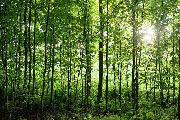 Bialowieza Poster featuring the photograph Bialowieza National Park, Poland by Dubi Roman