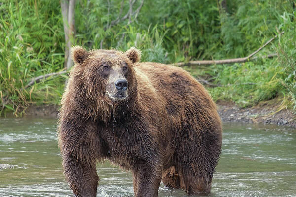 Bear Poster featuring the photograph Big brown bear in river by Mikhail Kokhanchikov