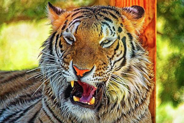 Animal Poster featuring the photograph Big Cat Yawning by David Desautel