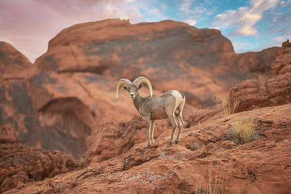 Big Horn Sheep Poster featuring the photograph Big Horn by Mark Joseph