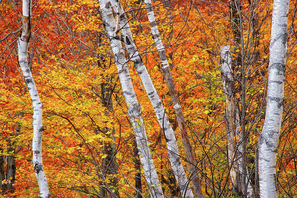 New Hampshire Poster featuring the photograph Birch Fire by Jeff Sinon