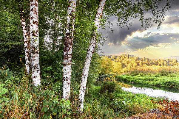 Clouds Poster featuring the photograph Birch Trees on the Edge of the Marsh by Debra and Dave Vanderlaan