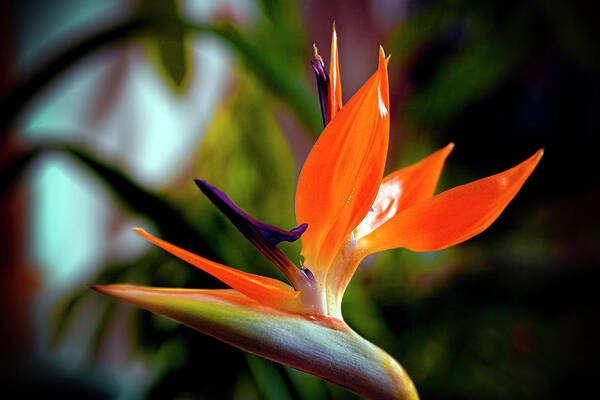 Bird Of Paradise Poster featuring the photograph Bird of Paradise by Greg Reed