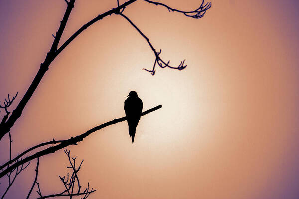 Bird Poster featuring the photograph Mourning Dove Silhouette - Dawn by Jason Fink