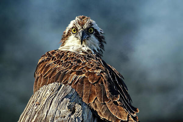 Osprey Poster featuring the photograph Birds - Osprey - The Look by HH Photography of Florida