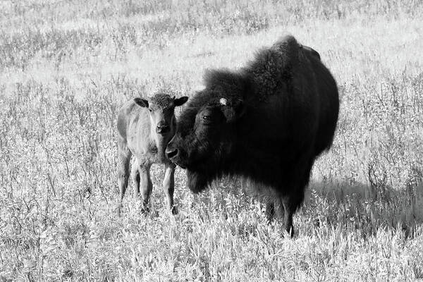 Bison Poster featuring the photograph Bison 10A by Sally Fuller