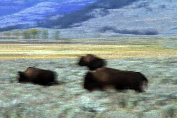 Bison Poster featuring the photograph Bison 5B by Sally Fuller