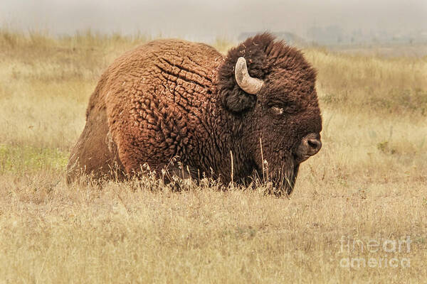 Bison Poster featuring the photograph Bison at Rest in a Field by Nancy Gleason