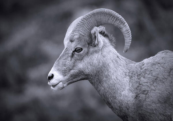 Bighorn Ram Portrait Black And White Poster featuring the photograph Black And White Bighorn Close Up by Dan Sproul