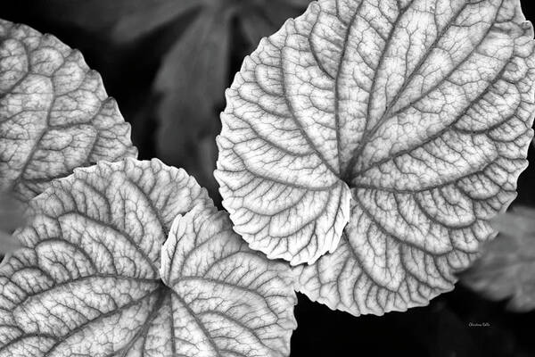 Leaves Poster featuring the photograph Black And White Leaves Abstract by Christina Rollo