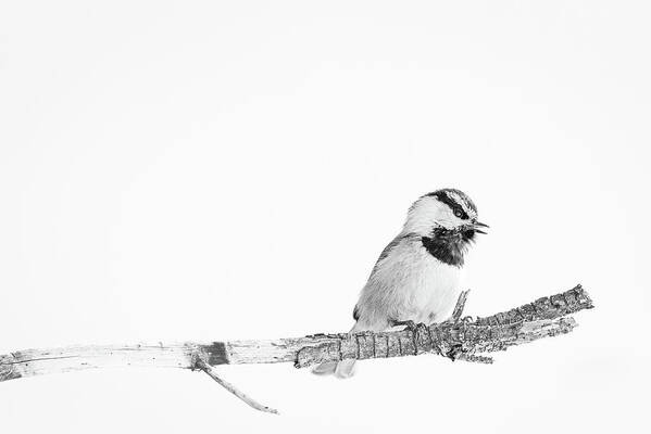 2020 Poster featuring the photograph Black and White Mountain Chickadee by Erin K Images