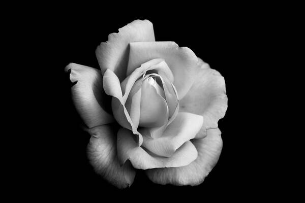 Rose Poster featuring the photograph Black and White Rose Bloom by Carrie Hannigan