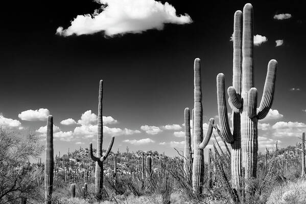 Arizona Poster featuring the photograph Black Arizona Series - Saguaro Cactus Desert by Philippe HUGONNARD