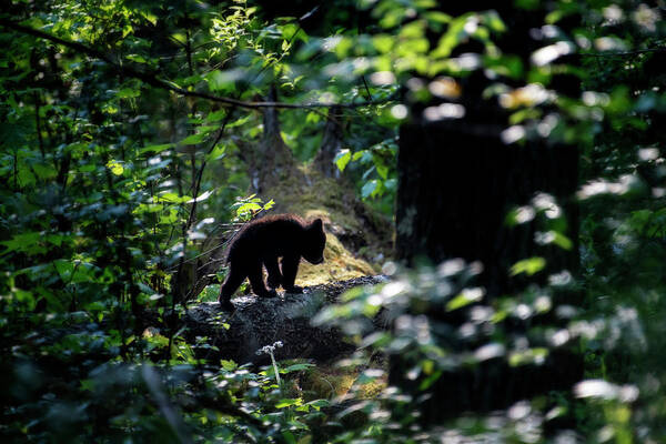 Black Bear Cub Poster featuring the photograph Black bear cub heading back into the forest by Dan Friend