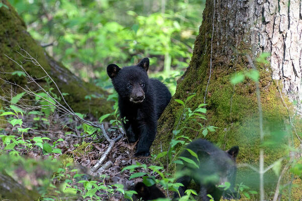 Black Bear Cub Poster featuring the photograph Black bear cub looking around tree by Dan Friend