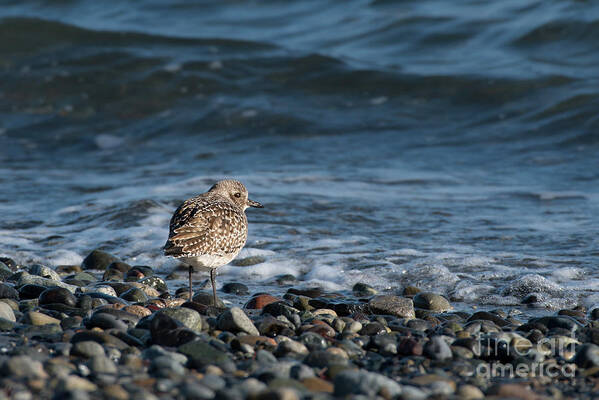 Black-bellied Plover Poster featuring the photograph Black-bellied Plover on Pebbles by Nancy Gleason