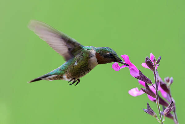 Black-chinned Hummingbird Poster featuring the photograph Male Black-chinned hummingbird in action by Puttaswamy Ravishankar
