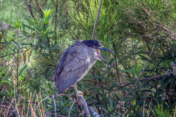 Black-crowned Night Heron Poster featuring the photograph Black-crowned Night Heron 3312-041621 by Tam Ryan