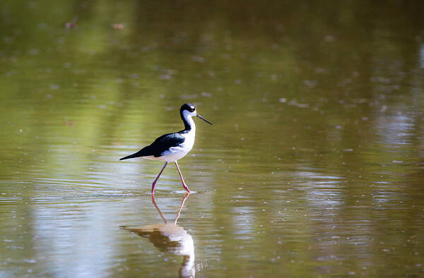 Arizona Poster featuring the photograph Black Necked Stilt 5 by Dawn Richards