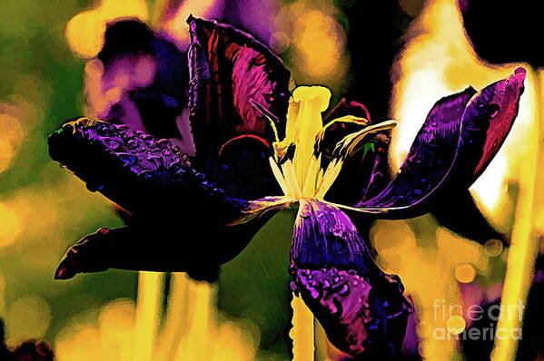 Queen Poster featuring the photograph Black Tulip by Diana Mary Sharpton