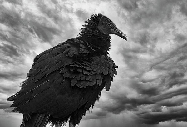 Vulture Poster featuring the photograph Black Vulture by Gordon Ripley