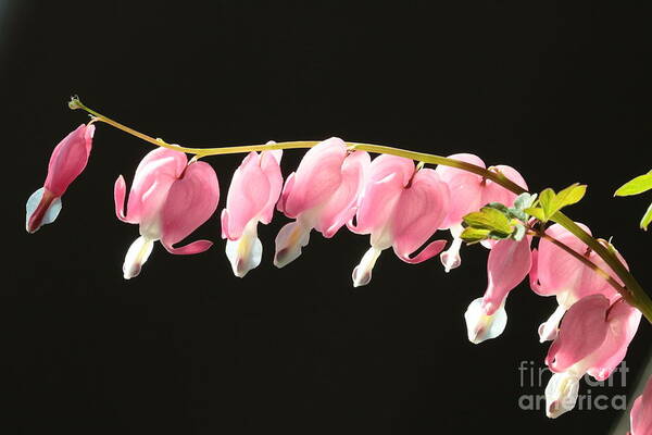 Bleeding Heart Poster featuring the photograph Bleeding Hearts with Black Background by Carol Groenen
