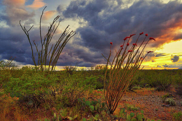 Ocotillo Poster featuring the photograph Blooming Ocotillos at Sunset by Chance Kafka