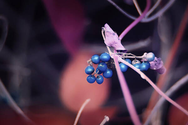 Nature Art Poster featuring the photograph Blu Berries by Gian Smith