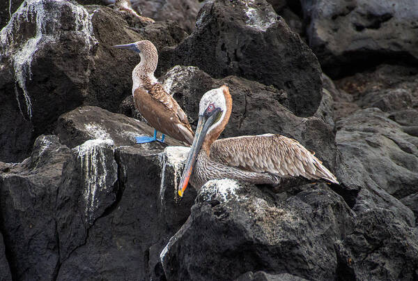 Galapagos. Boobie Poster featuring the photograph Blue Footed Boobie and Brown Pelican by L Bosco