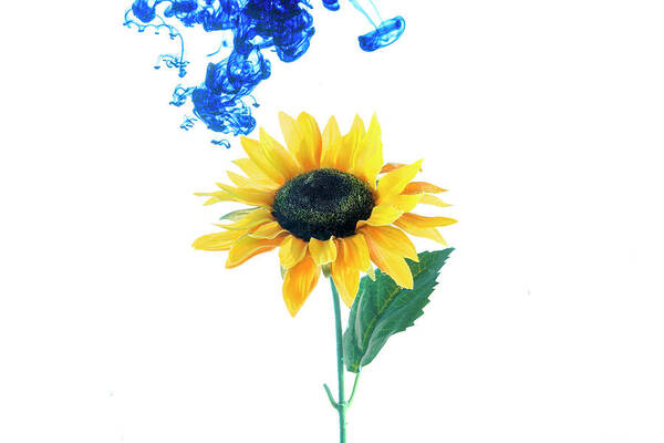 Blue Poster featuring the photograph Blue cloud descending on the sunflower by Dan Friend