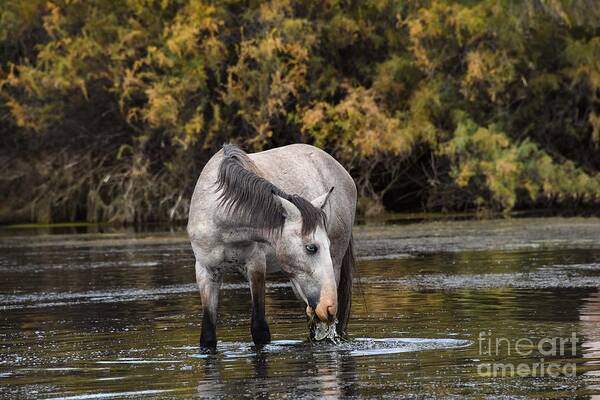 Salt River Wild Horses Poster featuring the digital art Blue eating lunch from the Salt River by Tammy Keyes