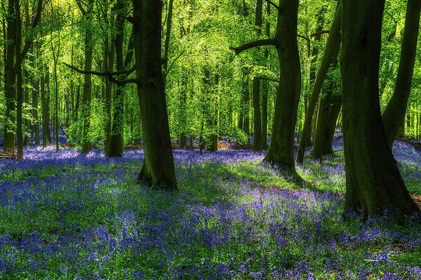 Landscape Poster featuring the photograph Blue forest 6 by Remigiusz MARCZAK
