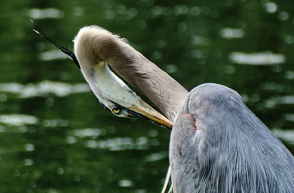 Grand Héron Poster featuring the photograph Blue heron close up by Carl Marceau