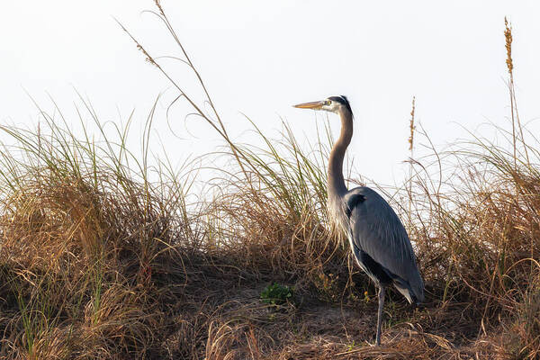 Blue Heron Poster featuring the photograph Blue Heron on the Dunes by Susan Rissi Tregoning