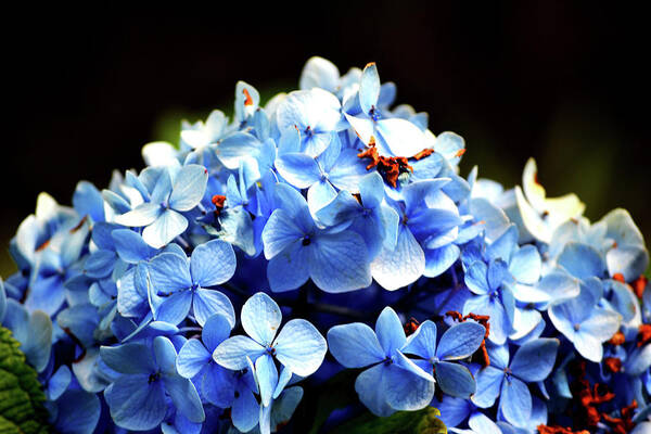 Flower Poster featuring the photograph Blue Hydrangea by Katy Hawk