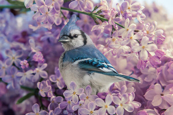 Bird Poster featuring the photograph Blue Jay in the Lilacs by Patti Deters