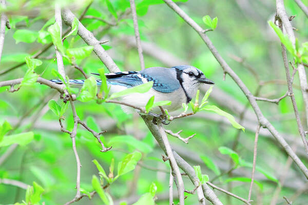 Bird Poster featuring the photograph Blue Jay on a Branch by Amelia Pearn