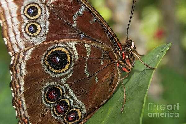 Blue Morpho Butterfly Poster featuring the photograph Blue Morpho Butterfly by Olga Hamilton