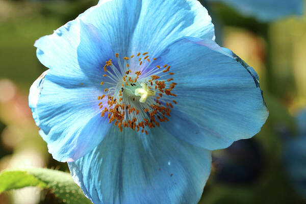 Himalayan Blue Poppy Poster featuring the photograph Blue perfection by Laurie Lago Rispoli