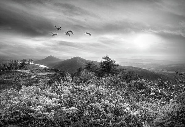 Birds Poster featuring the photograph Blue Ridge Smoky Mountains Overlook Sunset Black and White by Debra and Dave Vanderlaan
