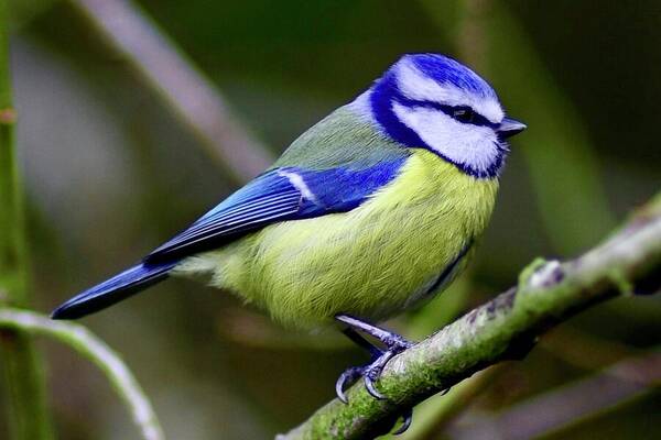 Blue Tit Poster featuring the photograph Blue Tit by Neil R Finlay