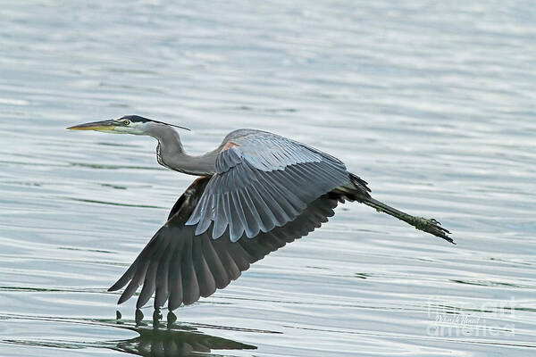 Blue Heron Poster featuring the photograph Blue with Grace and Beauty by Deborah Benoit