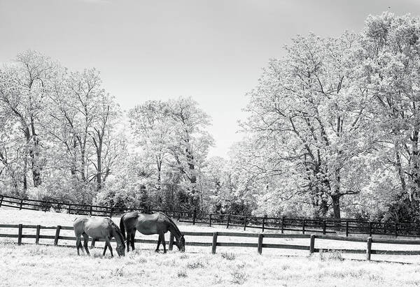 Agriculture Poster featuring the photograph Bluegrass horse farm IR by Alexey Stiop