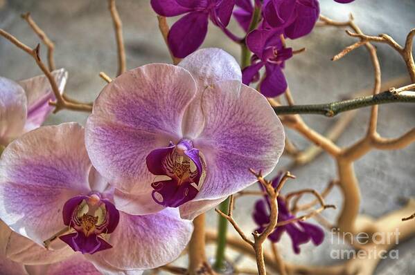 Orchids Poster featuring the photograph Blushing by Diana Mary Sharpton